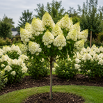 Hortenzia metlinatá (Hydrangea paniculata) ´LIVING SUGAR RUSH® by LIVING CREATIONS® - výška 100-120 cm, kont. C5L - NA KMIENKU